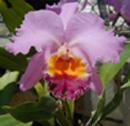 orquidea.jpg